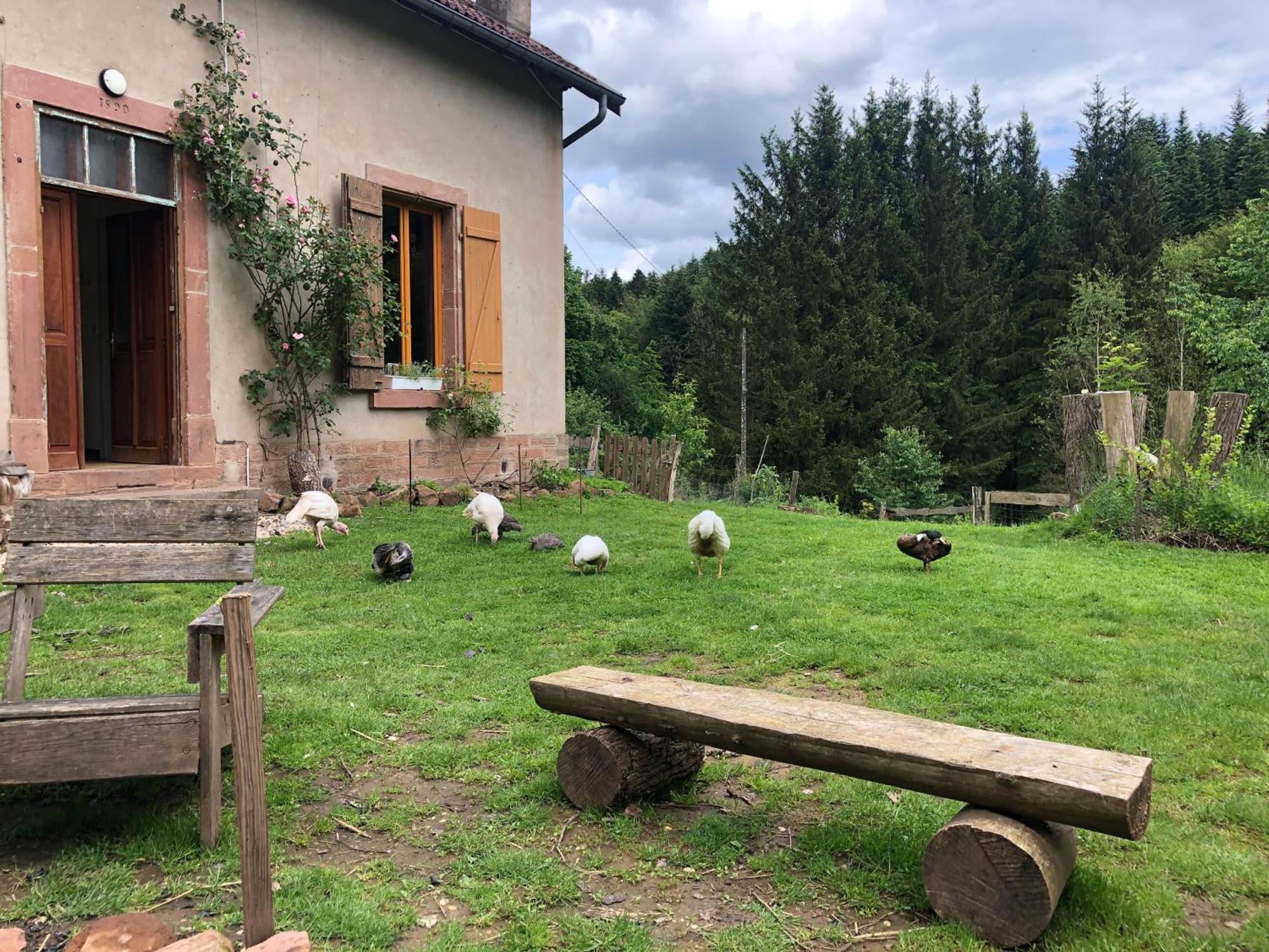 A L'Oree De Soi - Maison Forestiere De La Soie - Eco Gite, Chambres D'Hotes, Camping Au Pied Des Vosges Saint-Sauveur  Экстерьер фото