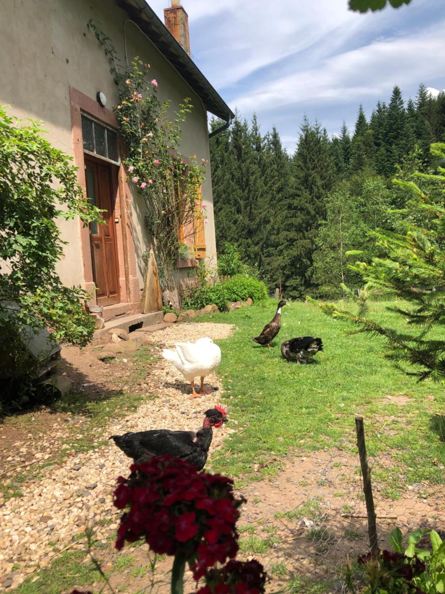 A L'Oree De Soi - Maison Forestiere De La Soie - Eco Gite, Chambres D'Hotes, Camping Au Pied Des Vosges Saint-Sauveur  Экстерьер фото